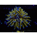 WYSIWYG Euphyllia glabrescens 24K Gold/Blue Tips (Mariculture acclimaté sous LED) 8A1