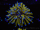 WYSIWYG Euphyllia glabrescens 24K Gold/Blue Tips (Mariculture acclimaté sous LED) 8A1
