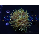 WYSIWYG RAH Euphyllia glabrescens Dragon Soul (Elevage Recifathome) 16A1