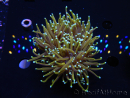 WYSIWYG RAH Euphyllia glabrescens Dragon Soul (Elevage Recifathome) 16A1