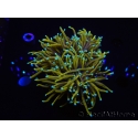 WYSIWYG RAH Euphyllia glabrescens Dragon Soul (Elevage Recifathome) 16A1