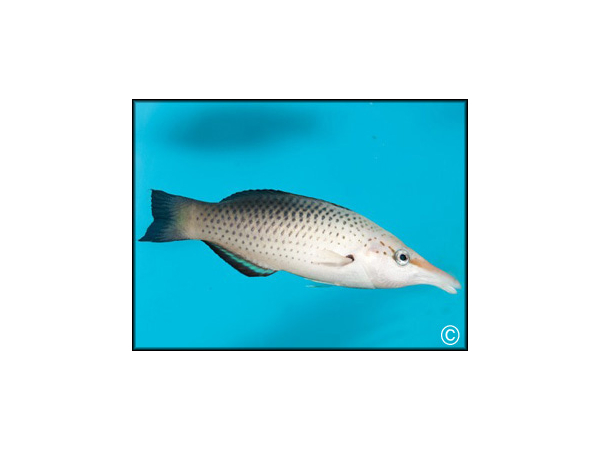 Gomphosus varius femelle