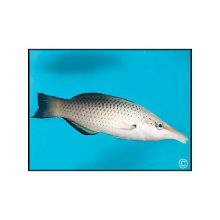 Gomphosus varius femelle