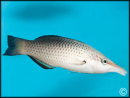 Gomphosus varius femelle