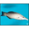 Gomphosus varius femelle
