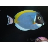 Acanthurus leucosternon 6-8 cm