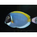 Acanthurus leucosternon 6-8 cm