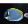 Acanthurus leucosternon 6-8 cm