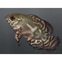 Astronotus ocellatus sauvage 4-5cm (Amérique du Sud)