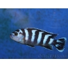 Chindongo demasoni (Lac malawi)