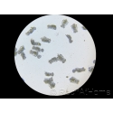 Rotifere type L Brachionus plicatilis Nourriture vivante 90 ml