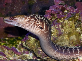 WYSIWYG Gymnothorax sp. 40-50 cm