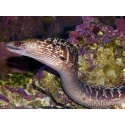WYSIWYG Gymnothorax sp. 40-50 cm