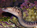 WYSIWYG Gymnothorax sp. 40-50 cm