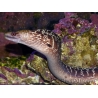WYSIWYG Gymnothorax sp. 40-50 cm