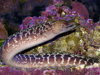 WYSIWYG Gymnothorax sp. 40-50 cm