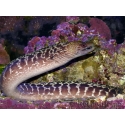 WYSIWYG Gymnothorax sp. 40-50 cm