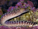 WYSIWYG Gymnothorax sp. 40-50 cm