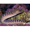 WYSIWYG Gymnothorax sp. 40-50 cm
