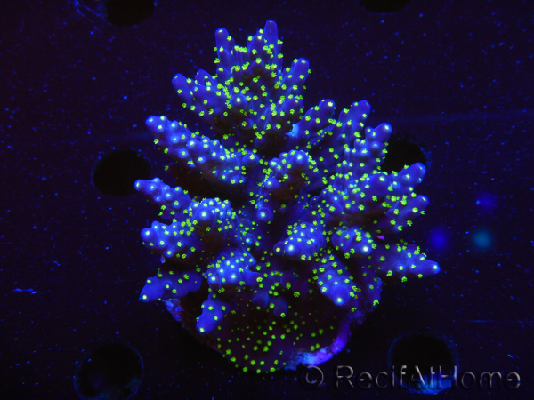 WYSIWYG-Acropora sp AUSTRALIE Minicolonie 4