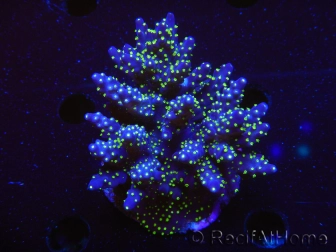 WYSIWYG-Acropora sp AUSTRALIE Minicolonie 4