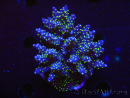WYSIWYG-Acropora sp AUSTRALIE Minicolonie 4