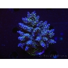 WYSIWYG-Acropora sp AUSTRALIE Minicolonie 4