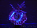 WYSIWYG-Acropora sp AUSTRALIE Minicolonie 5