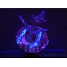 WYSIWYG-Acropora sp AUSTRALIE Minicolonie 5