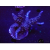 WYSIWYG-Acropora sp AUSTRALIE Minicolonie 6