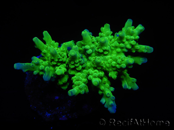 WYSIWYG-Acropora sp AUSTRALIE Minicolonie 7