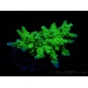 WYSIWYG-Acropora sp AUSTRALIE Minicolonie 7