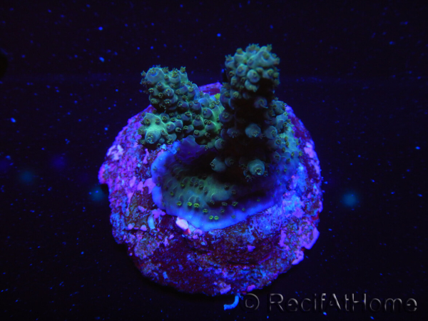 WYSIWYG-Acropora sp AUSTRALIE Minicolonie 8