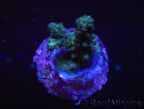 WYSIWYG-Acropora sp AUSTRALIE Minicolonie 8