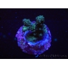 WYSIWYG-Acropora sp AUSTRALIE Minicolonie 8