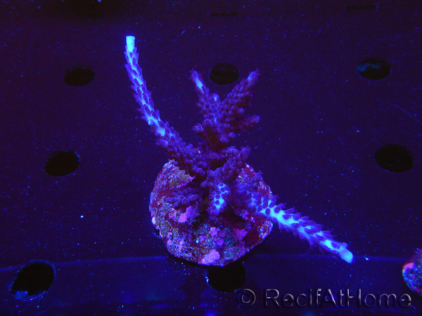 WYSIWYG-Acropora sp AUSTRALIE Minicolonie 9