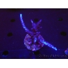 WYSIWYG-Acropora sp AUSTRALIE Minicolonie 9