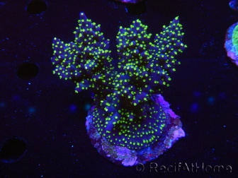 WYSIWYG-Acropora sp AUSTRALIE Minicolonie 10
