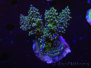 WYSIWYG-Acropora sp AUSTRALIE Minicolonie 10