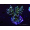 WYSIWYG-Acropora sp AUSTRALIE Minicolonie 10