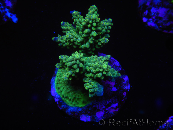 WYSIWYG-Acropora sp AUSTRALIE Minicolonie 11