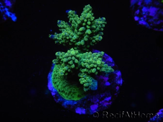 WYSIWYG-Acropora sp AUSTRALIE Minicolonie 11