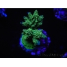 WYSIWYG-Acropora sp AUSTRALIE Minicolonie 11