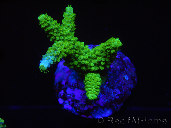WYSIWYG-Acropora sp AUSTRALIE Minicolonie 12