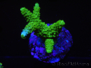 WYSIWYG-Acropora sp AUSTRALIE Minicolonie 12