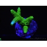 WYSIWYG-Acropora sp AUSTRALIE Minicolonie 12