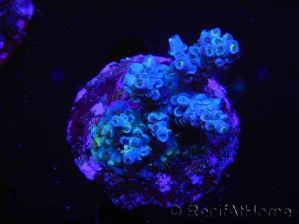 WYSIWYG-Acropora sp AUSTRALIE Minicolonie 13