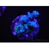 WYSIWYG-Acropora sp AUSTRALIE Minicolonie 13