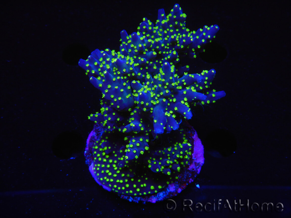 WYSIWYG-Acropora sp AUSTRALIE Minicolonie 14