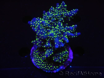 WYSIWYG-Acropora sp AUSTRALIE Minicolonie 14